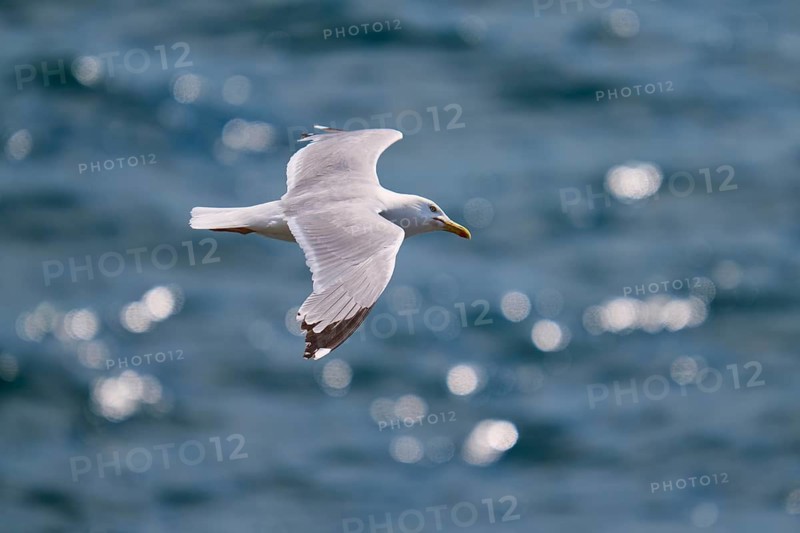 A gull glides over the sea surface surrounded by sparkling waves, Herring Gull (Larus argentatus), Seahouses, Inner Farne, Farne Islands, Northumberland, England, United Kingdom