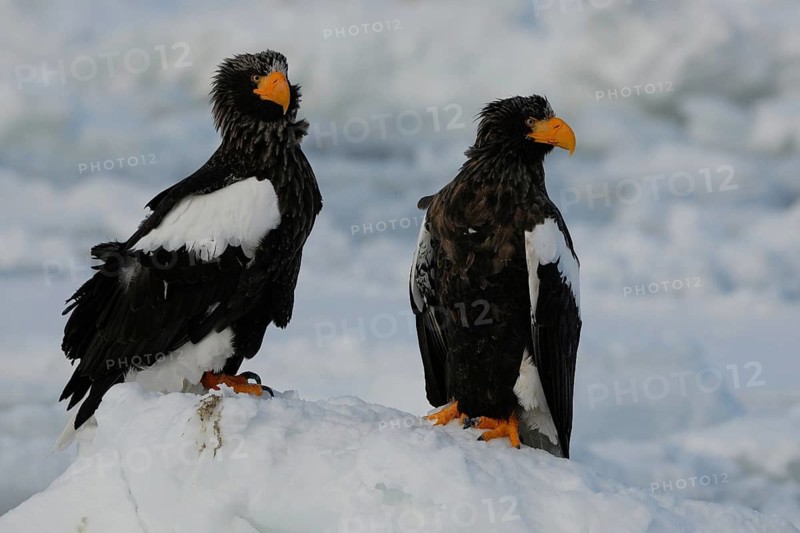 Steller's Sea Eagle (Haliaeetus pelagicus), Hokkaido, Japan
