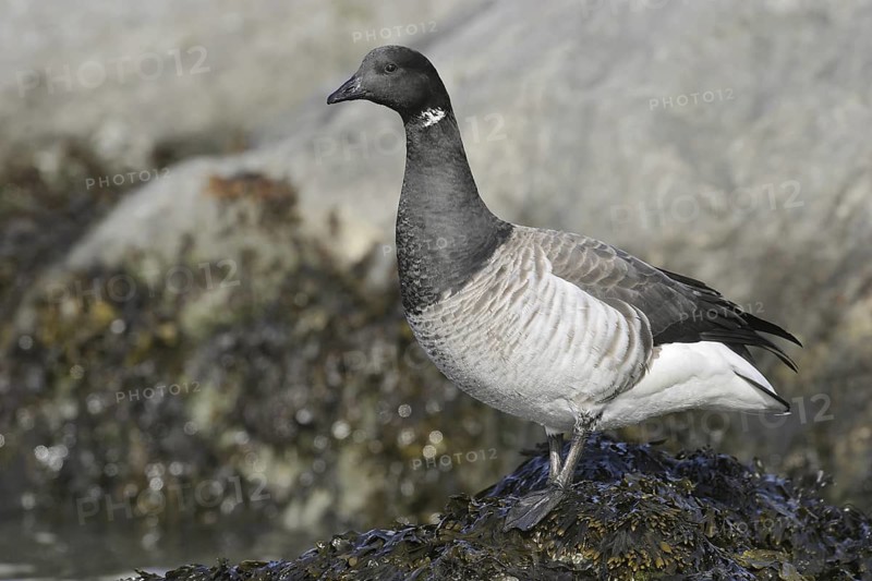 Brant Goose (Branta bernicla), New Jersey, USA