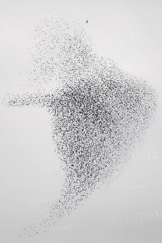 Common Starling (Sturnus vulgaris) huge flock flying in formation with Peregrine Falcon (Falco peregrinus), Rhineland-Palatinate, Germany