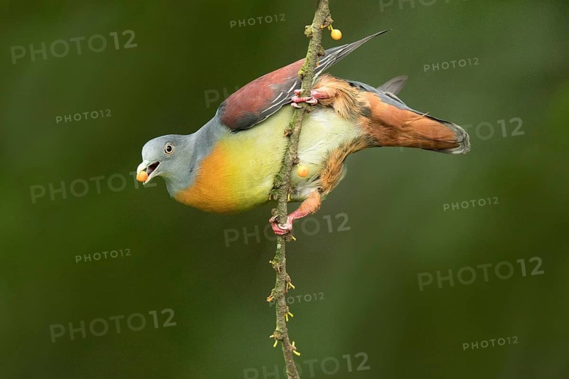Little Green Pigeon (Treron olax) male, Selangor, Malaysia