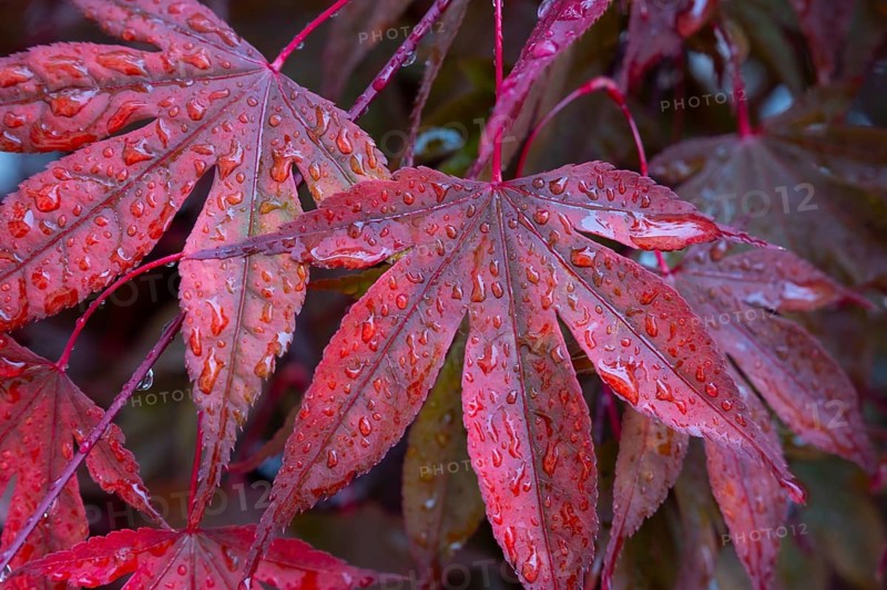 The leaf of the HFächer maple (Acer palmatum) in autumn colours, Dolomites, Villnöß, South Tyrol, Italy