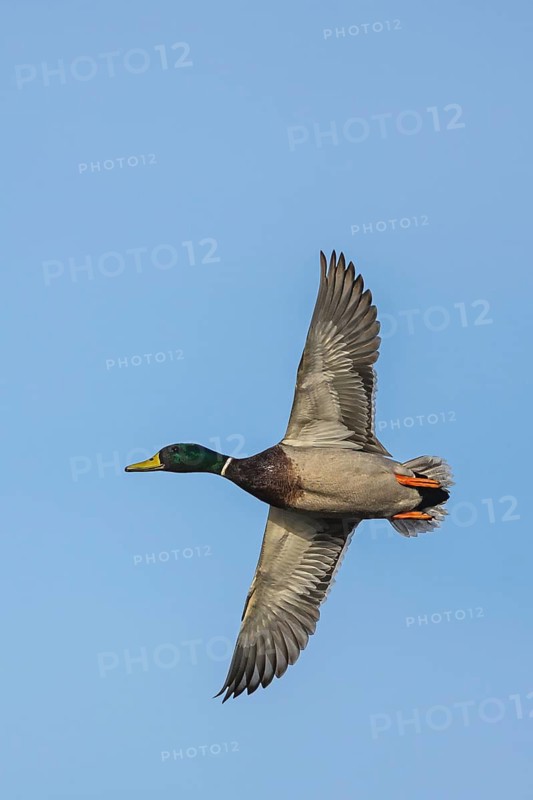 Mallard, Anas platyrhynchos, male in flight over winter marshes