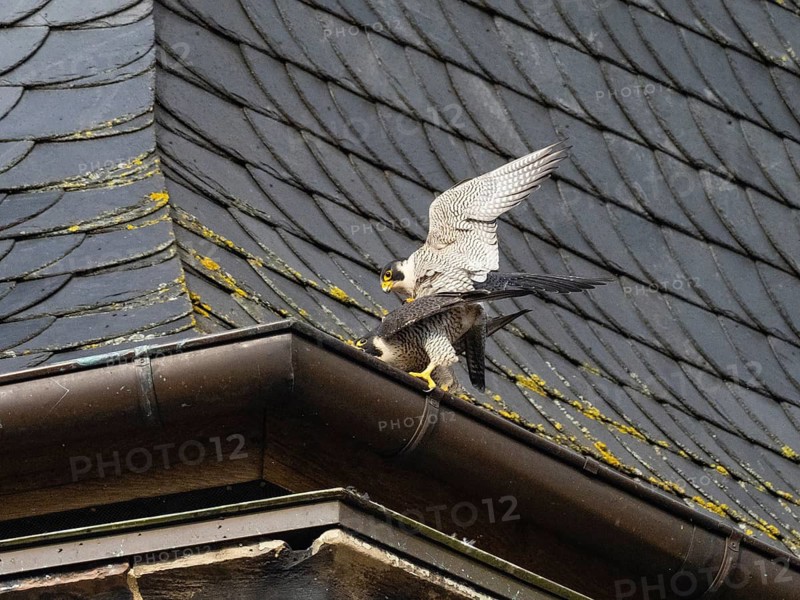 Peregrine Falcons (Falco peregrinus), adult pair copulateing on a church tower roof, beside their nest, Hesse, Germany