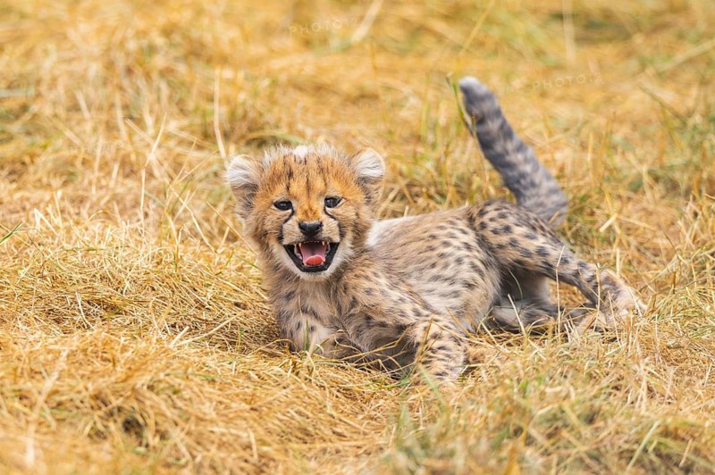 Cheetah (Acinonyx jubatus) youngster lying on a meadow, captive, occurrence Africa