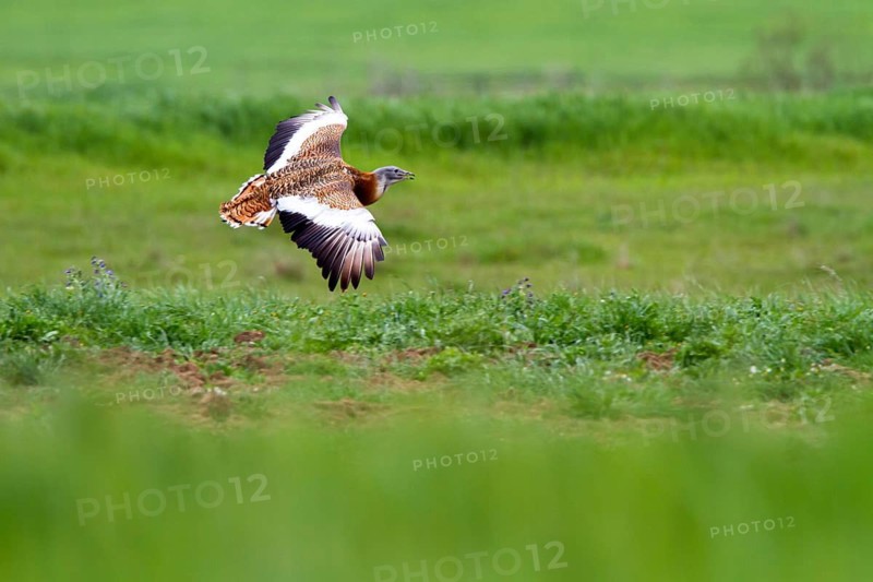 Great Bustard (Otis tarda) male flying, Castile-La Mancha, Spain