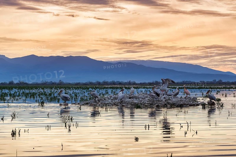 Dalmatian pelicans (Pelecanus crispus) on an island in Lake Kerkini, Lake Kerkini, dawn, Central Macedonia, Greece