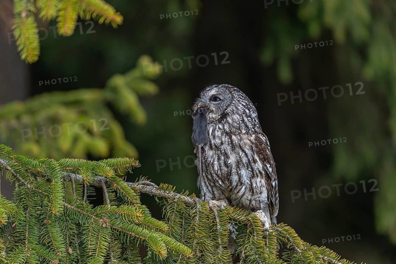 One tawny owl or brown owl (Strix aluco) sitting on a branch of a spruce tree, feeding on a mouse