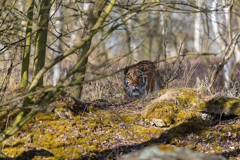 One young female Siberian Tiger, Panthera tigris altaica, walking thru a birch tree forest. Early morning light