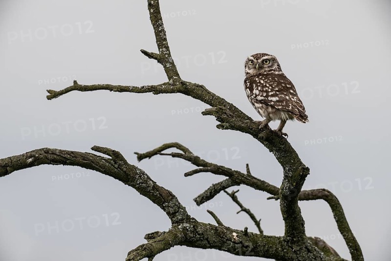 Little owl (Athene noctua), Emsland, Lower Saxony, Germany