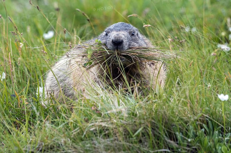 Alpine groundhog with collected grass in its mouth, animals, mammals, (Marmota marmota), rodents