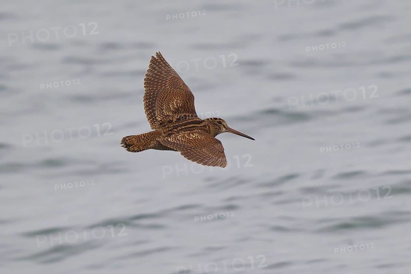 Woodcock (Scolopax rusticola), close-up, adult bird with outstretched wings flying over water surface of the North Sea, Lower Saxony, Germany