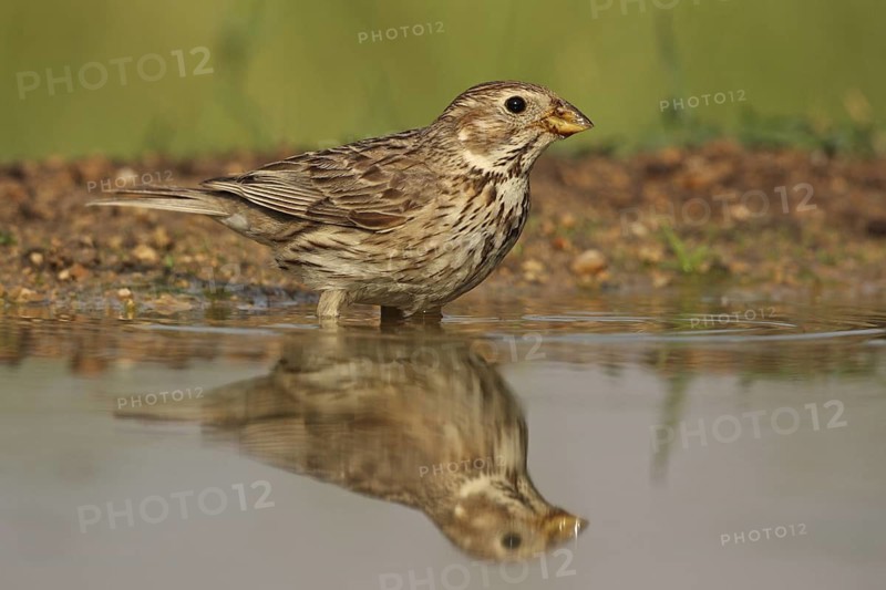 Corn Bunting (Emberiza calandra), Bulgaria