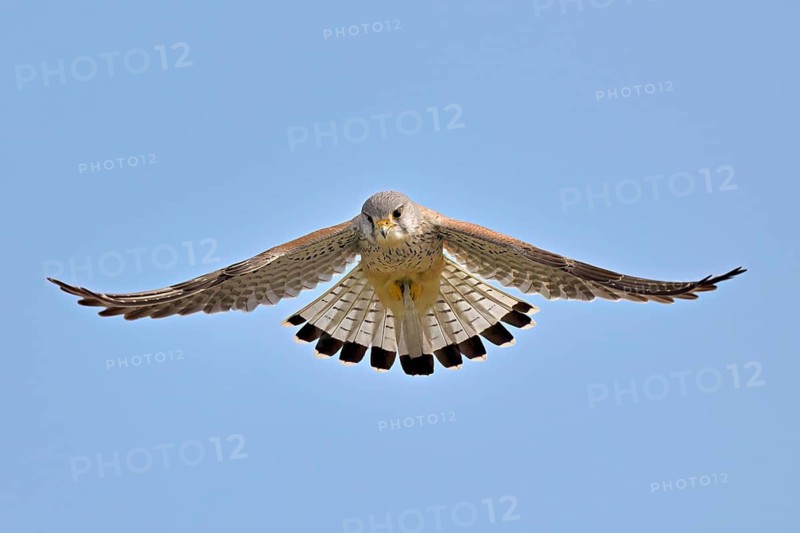 Kestrel (Falco tinnunculus), male, in flight, shaking, searching for prey, Canton Zug, Switzerland