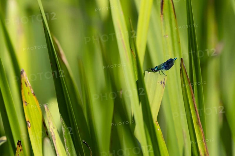 Banded demoiselle damselfly (Calopteryx splendens) adult male insect resting on a reed leaf in summer, Suffolk, England, United Kingdom