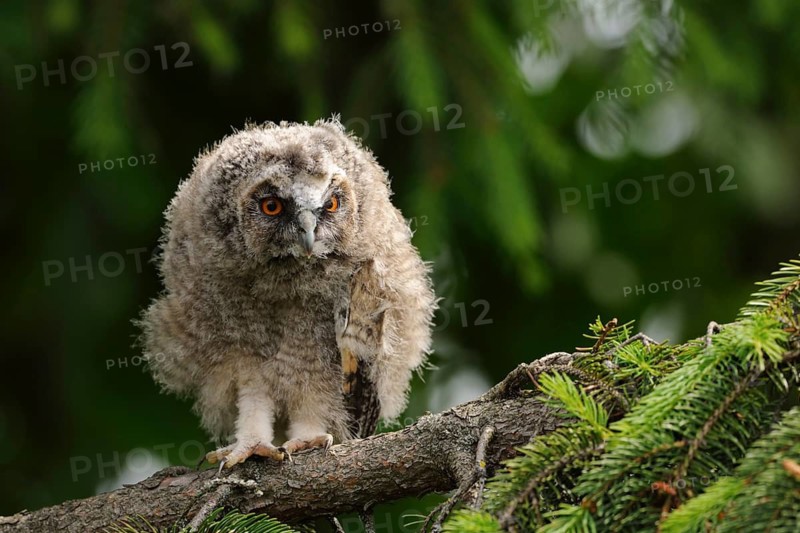 Long-eared Owl (Asio otus) juvenile perched on a branch, North Rhine-Westphalia, Germany