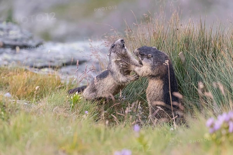 Two young Alpine Marmots, Marmota marmota, play fighting in tall green grass