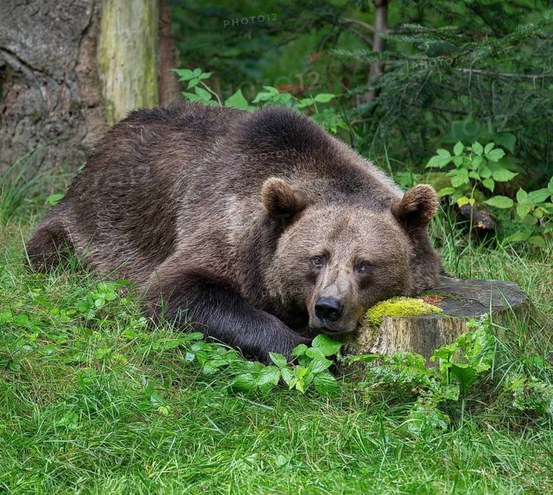 European brown bear (Ursus arctos) lying on the ground and resting, captive, Bavarian Forest National Park, Bavaria, Germany