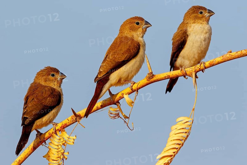 African silverbill, silver beak, silver pheasant, trusting bird, ornamental bird in Europe, family of finches, (Euodice), (Lonchura cantans), three birds, Ayn Tobroq and Ayn Athum junction, Salalah, Dhofar, Oman