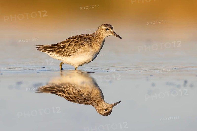 Sharp-tailed Sandpiper (Calidris acuminata), Victoria, Australia
