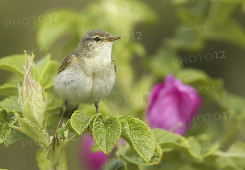 Willow Warbler (Phylloscopus trochilus), Schleswig-Holstein, Germany