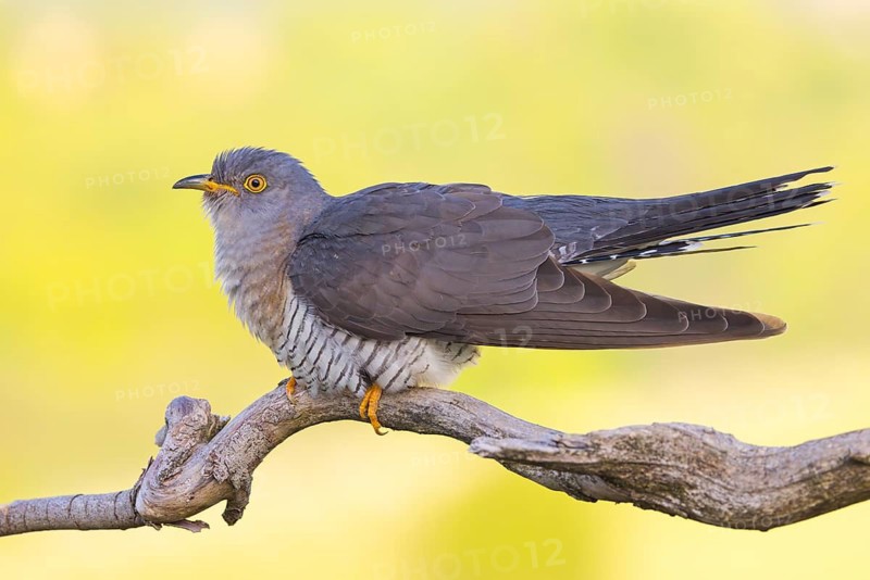 Common cuckoo (Cuculus canorus), Coucou gris, Cuco Europeo, Cuco Común, Ast, branch, Ormoz area, Ormoz, Podravska, Slovenia