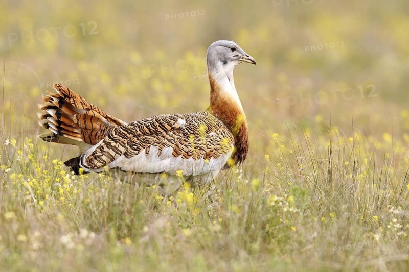 Great Bustard (Otis tarda), Castile, Spain