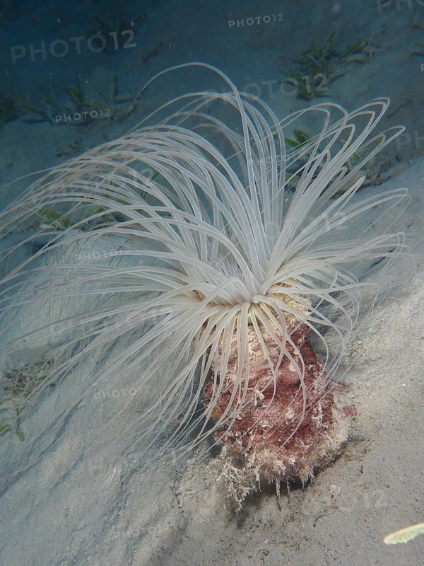 Cylinder rose (Cerianthus sp)