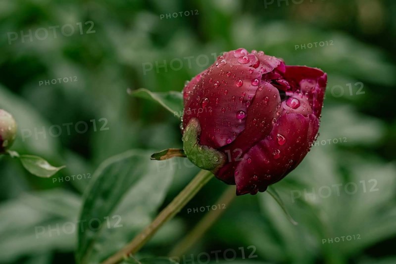 A vibrant peony bud adorned with raindrops glistens beautifully against a backdrop of lush green foliage, capturing the serene essence of nature after a gentle rain