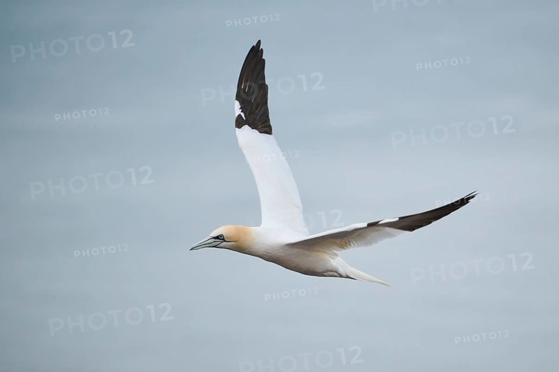 Northern gannet (Morus bassanus) flying over the sea, wildlife, Heligoland, Germany