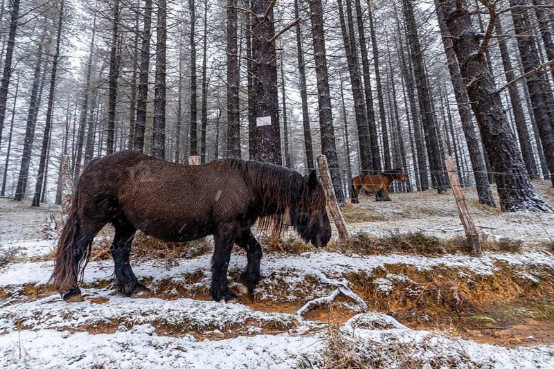 Wild horses in the aizkorri mountain of gipuzkoa. Snowy landscape by winter snows. Basque Country, Spain
