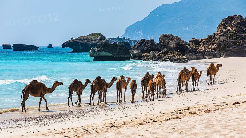 Camels (Camelidae) on the Fazayat beach of Al Hauta, Dhofar Province, Arabian Peninsula, Sultanate of Oman