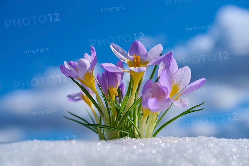Crocuses with purple flowers against a blue sky and clouds, spring, Bavaria, Germany