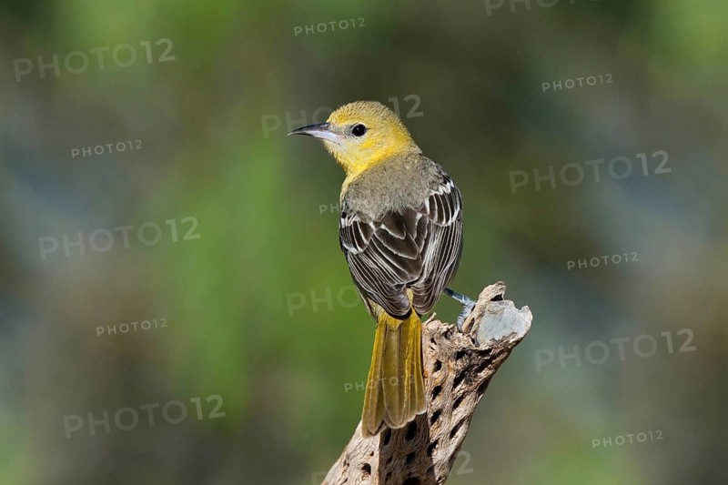 Hooded Oriole Icterus cucullatus Amado, Arizona, United States 16 April Adult Female Icteridae