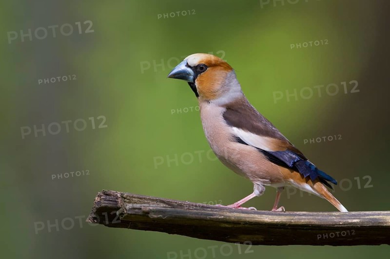 Hawfinch - Kernbeisser - Coccothraustes coccothraustes, Poland