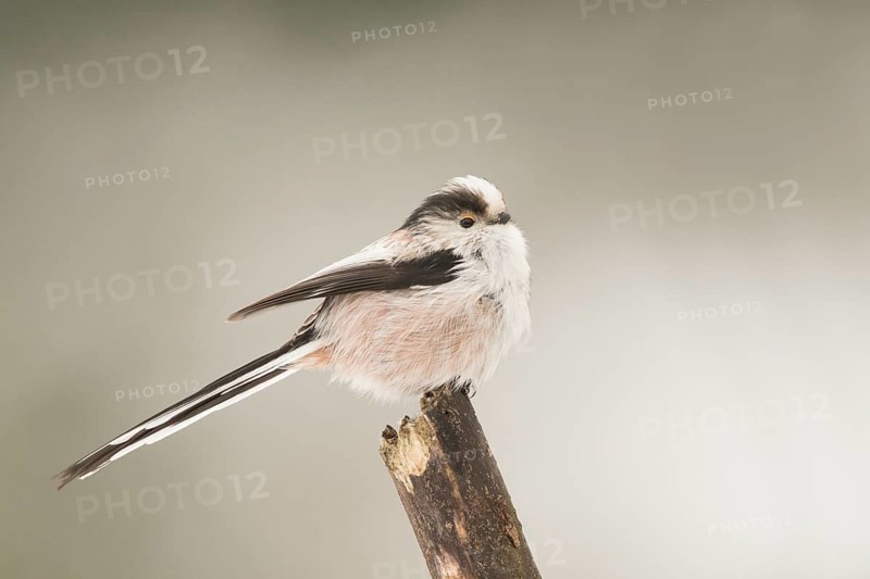 Long-tailed Tit (Aegithalos caudatus europaeus) perched on a broken branch, Bavaria, Germany