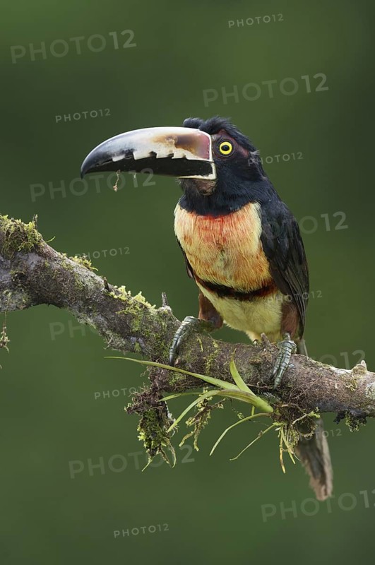 Collared Aracari (Pteroglossus torquatus), Costa Rica