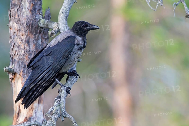 Nebelkrähe, Hooded Crow, Northern Carrion Crow, Corvus corone cornix, Corvus cornix, Corneille mantelée, Corneja Cenicienta