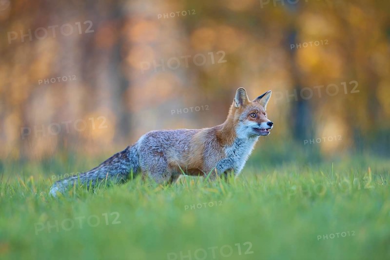 Red Fox (vulpes vulpes), in meadow at autumn