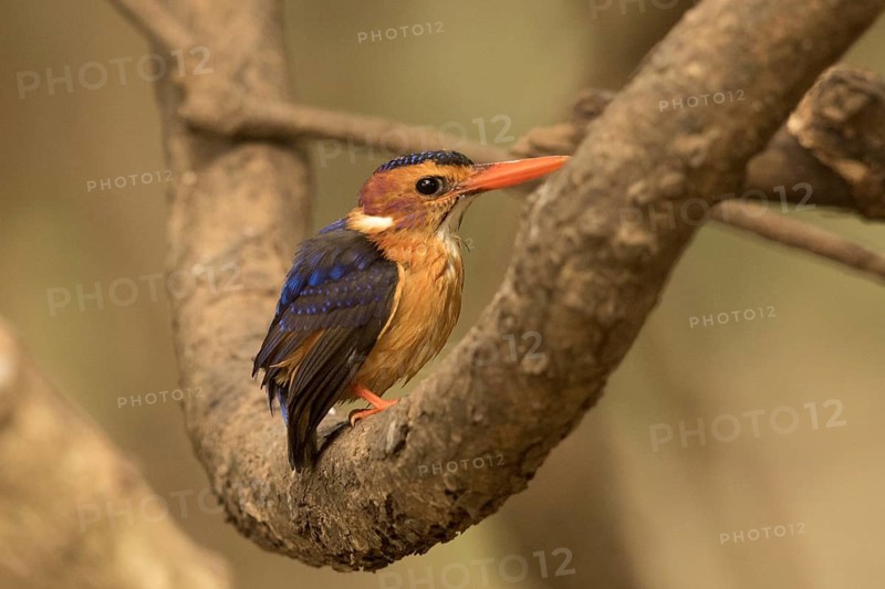 African Pygmy Kingfisher (Ispidina picta), Gambia