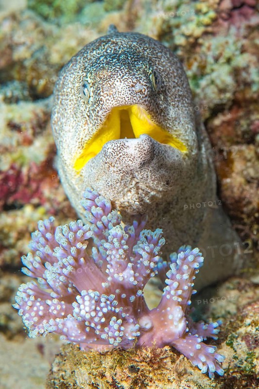 Close-up of yellow-mouthed moray eel Moray eel (Gymnothorax griseus) Yellow-mouthed moray eel looks directly at observer with threatening gesture opens mouth, in the foreground small leather coral (Lobophytum), Indian Ocean, Mascarene Islands, Mauritius