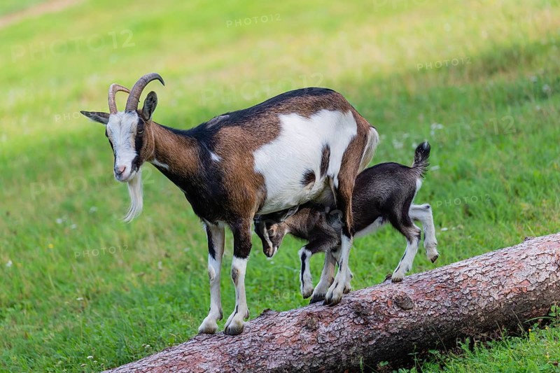 One female Tauernschecke goat, Capra aegagrus hircus, balancing along a tree trunk lying on meadow. Her goatling walks underneath her between her legs into the same direction