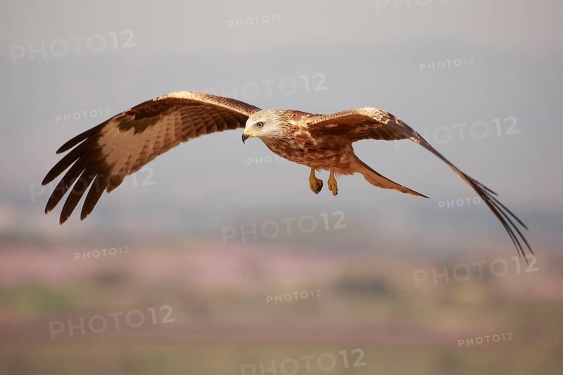 Red Kite (Milvus milvus) flying, Spain