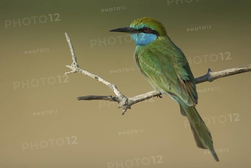 Green Bee-eater (Merops orientalis), Oman