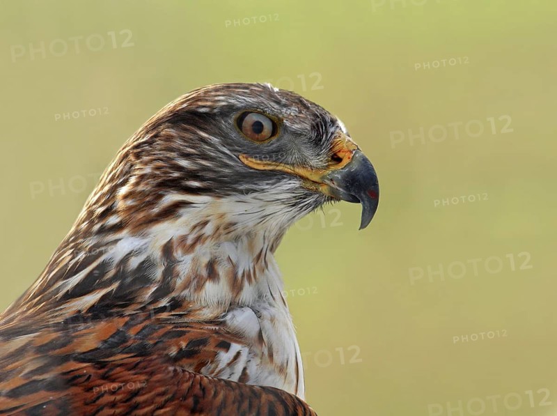 Ferruginous Hawk (Buteo regalis), Saskatchewan, Canada