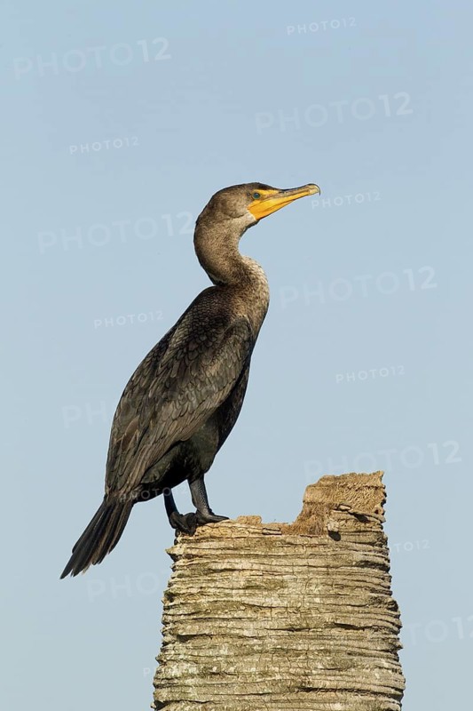 Double-crested Cormorant (Phalacrocorax auritus), Florida, USA