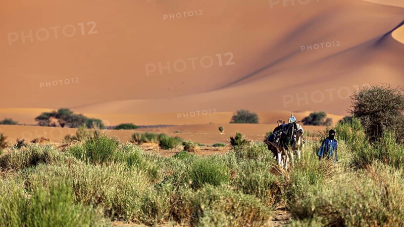 Person with camel walking through desert landscape with sand dunes and scattered greenery, Tuareg with his camel caravan in the Sahara in Algeria