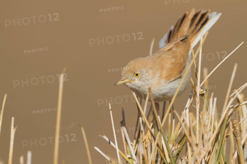 African Desert Warbler - Saharagrasmücke - Sylvia deserti, Morocco