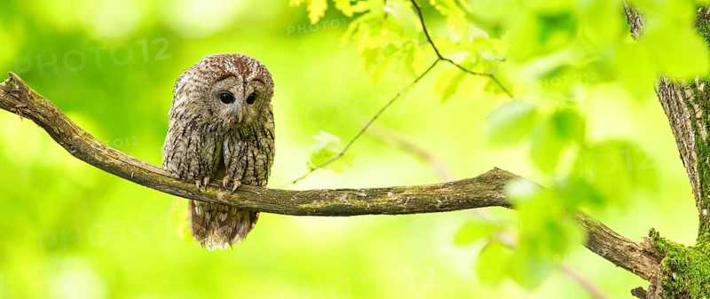 Tawny owl, (Strix aluco), perch, autumn, autumn forest, golden October, animals, birds, owl family, Ormoz area, Ormoz, Podravska, Slovenia