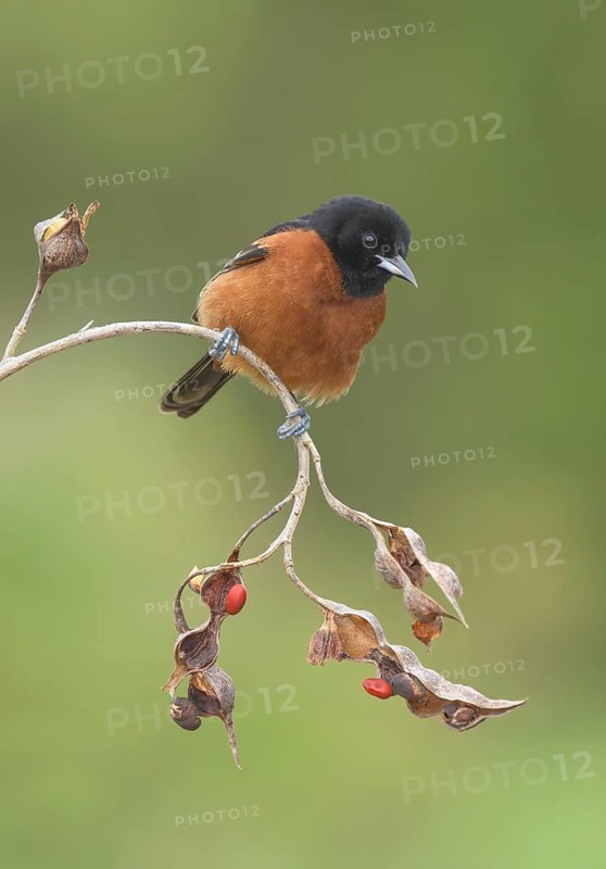 Orchard Oriole (Icterus spurius) male, Texas, USA